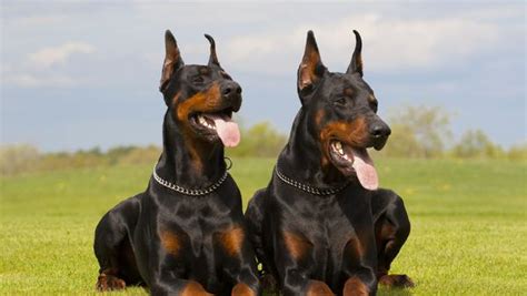 dallas doberman breeders|doberman pinscher for sale texas.